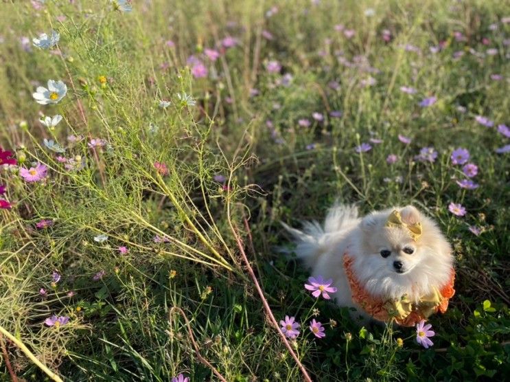 [강아지 산책지 - 서울] 서울새활용플라자