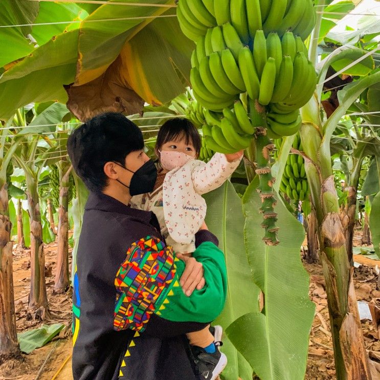 부산 근교 가볼만한곳 청도 바나나 체험 농장 +14개월아기