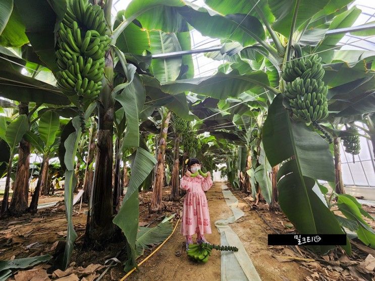 [청도] 꿈그린농원 - 바나나수확 체험