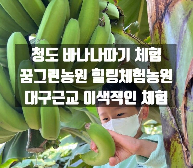 청도 바나나따기 체험) 꿈그린농원 힐링체험농원 . 대구근교 아이와 가볼만한곳 . 청도 체험 . 군불로 패키지