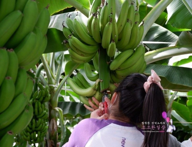 청도) 이색적인 바나나 따기 체험이 있는 :: 꿈그린 힐링체험농원