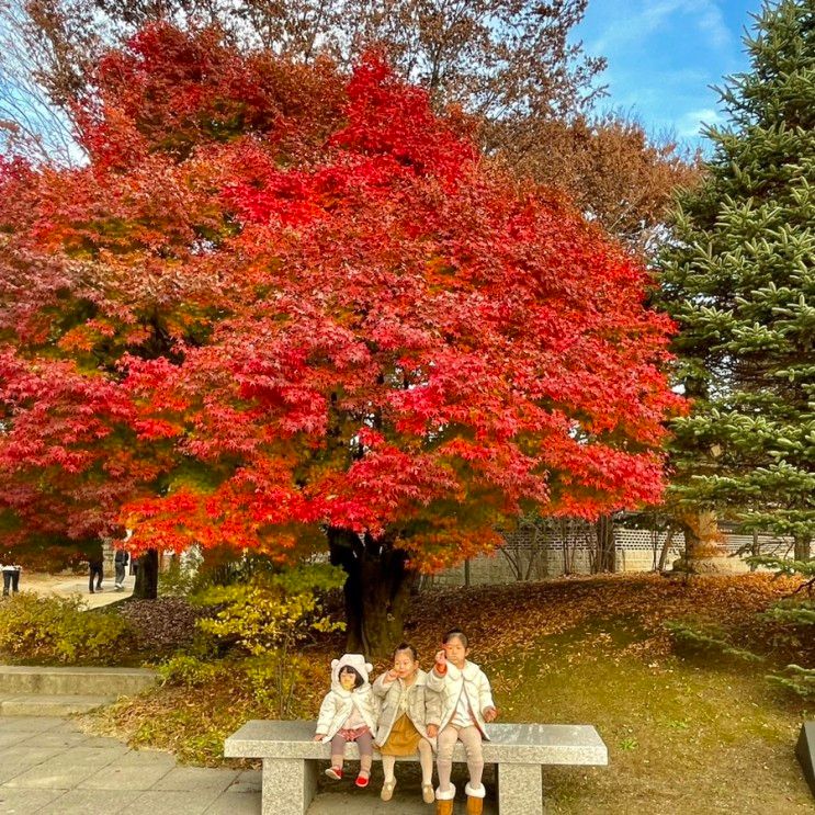 경기도 용인 아이와 단풍구경하기 좋은 @호암미술관 희원