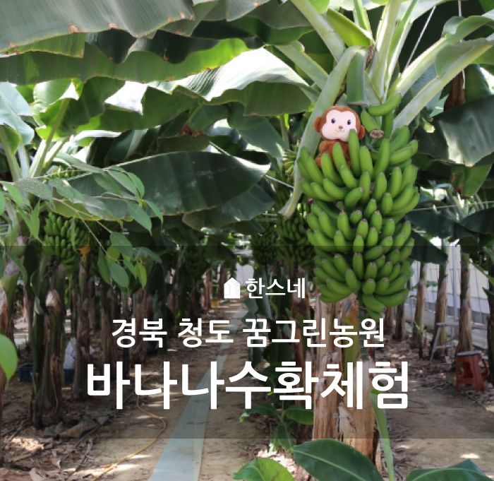 경북 청도 꿈그린농원, 바나나따기 체험, 아이들과 함께하는...