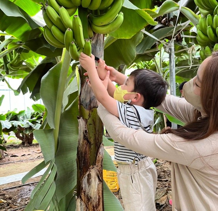 청도 꿈그린농원 바나나체험 5살아이 예약 상세후기