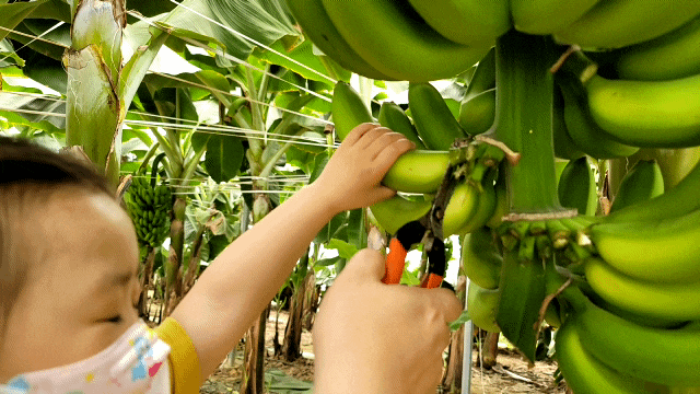 청도 바나나 수확 체험 '꿈그린농원'