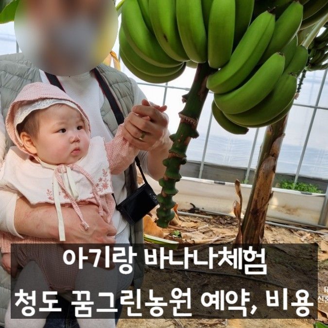 청도 군불로 꿈그린농원 바나나체험 아기랑 가볼만한곳 추천