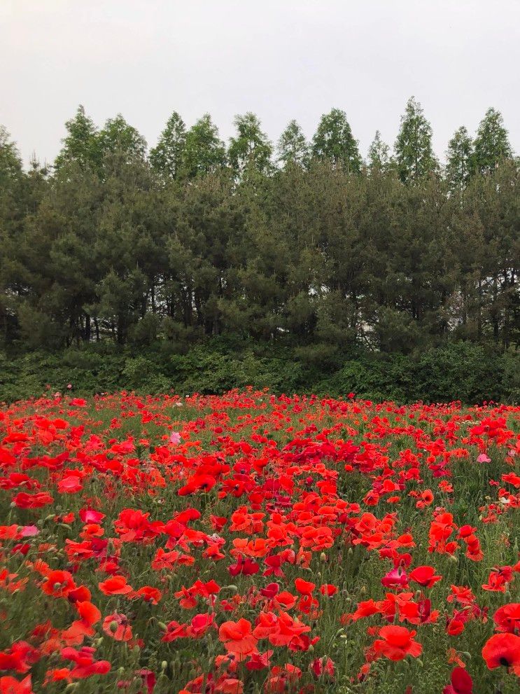 인천 나들이 : 제주숲 보다 좋았던 '드림파크야생화공원...