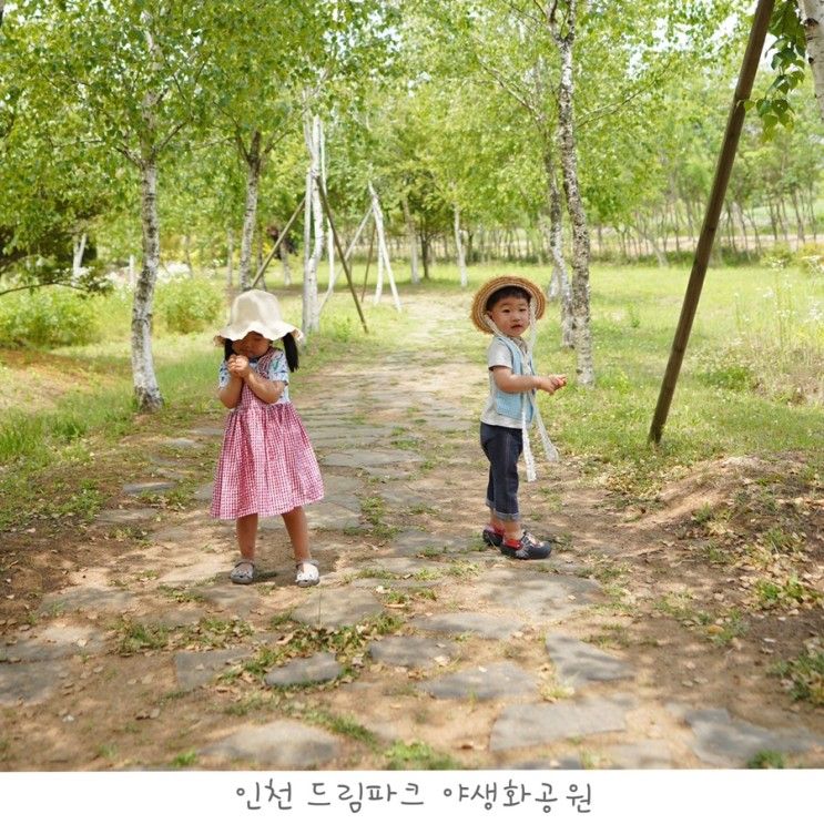 인천 드림파크 야생화공원 아이와 갈만한 곳 (양귀비/핑크뮬리...