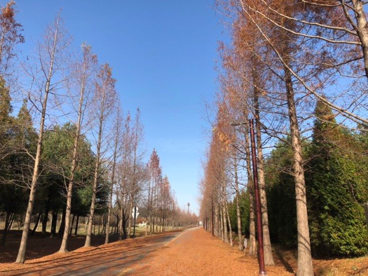 인천 드림파크 야생화공원 가을 겨울 분위기