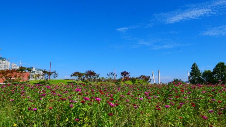 서울근교 갈만한곳 : 인천 드림파크 야생화단지 공원