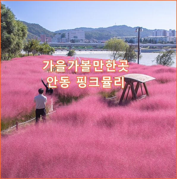 경북 가을가볼만한곳 안동핑크뮬리 그라스원