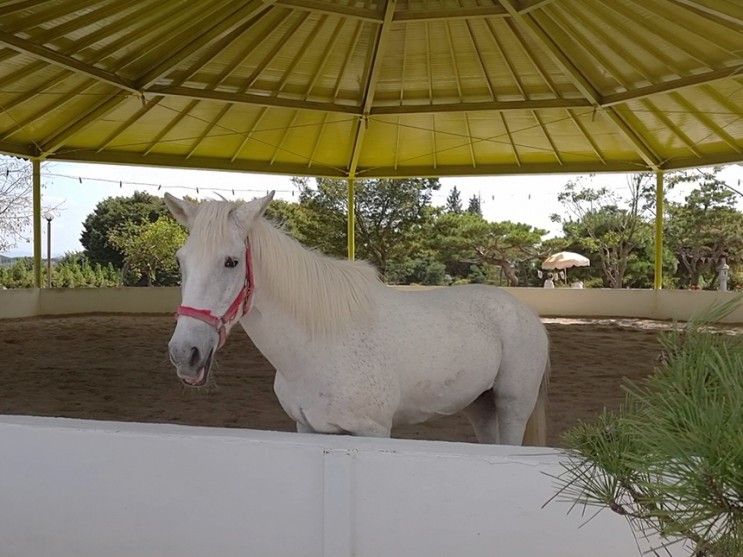 전북 익산 전주 군산 근교 아이와 함께 가볼만한 곳 함라 정원 카페 말 먹이 주기 익산카페 추천