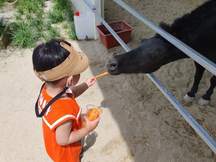 익산카페:) 말과 함께 할수 있는 정원카페 함라정원 아이가 너무 좋아해요!