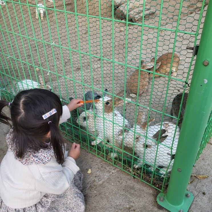 대구 근교 가볼만한곳 구미 실외동물원 쥬쥬동산