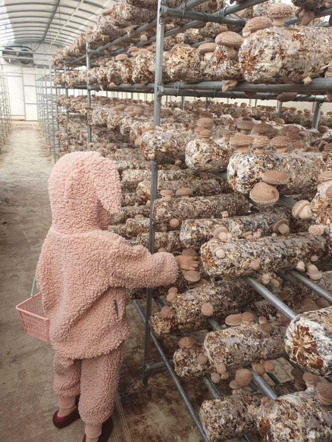 아이와 가볼만한 곳 / 버섯체험농장 : 김포또바기표고버섯농장