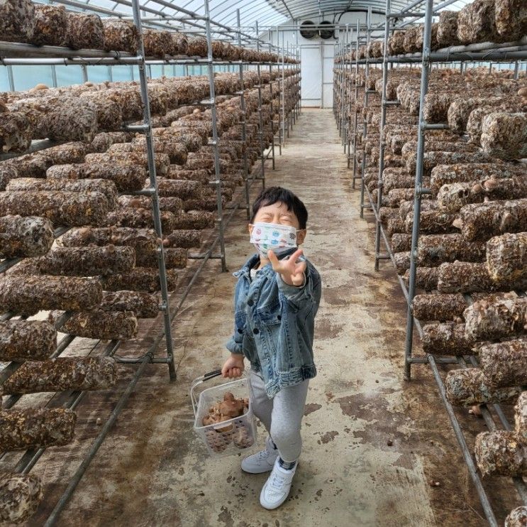 김포 또바기 표고버섯 체험농장 버섯 따기 체험 김포...