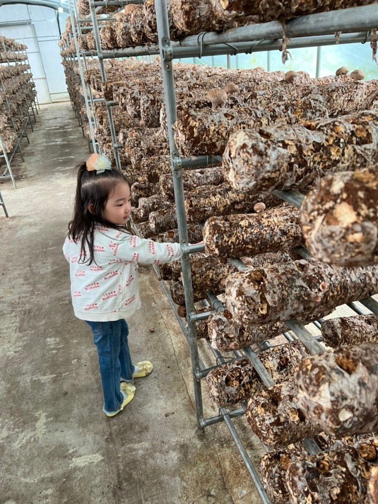 김포 아이와 가볼만한곳-또바기 표고버섯 체험농장 방문!