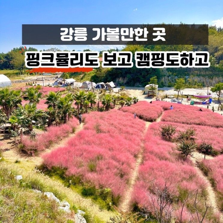 강릉 가을명소 핑크뮬리 핫플 캠핑장추천 호린파크