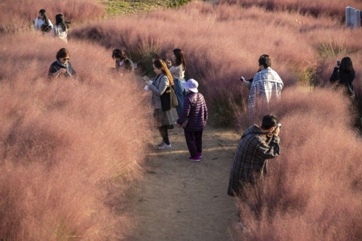 절정인 강릉 사천, 핑크뮬리농장 호린파크