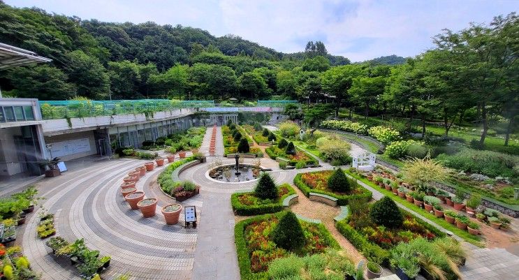 연꽃 & 수련 전시중인 〈성남 신구대학교식물원〉 여름꽃 탐화!