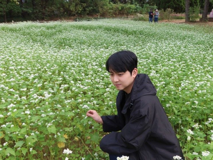 수원 가볼만한 곳 : 수원탑동시민농장 천일홍, 메밀꽃, 해바라기...