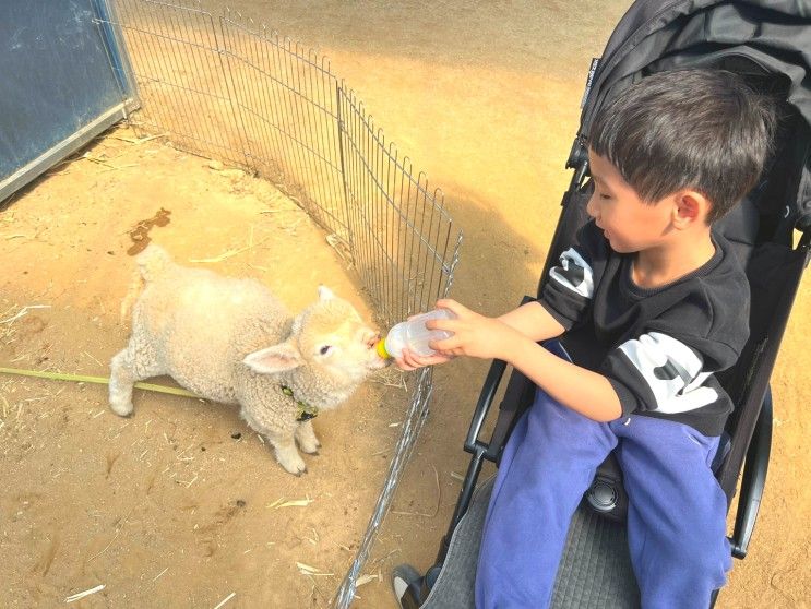 대구 팔공산 아이와가볼만한곳 하하농장 동물농장 모래놀이...