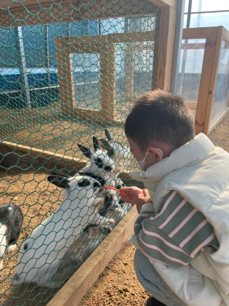 하하 농장-대구 팔공산 아이랑 가볼 곳 동물 먹이주기 체험