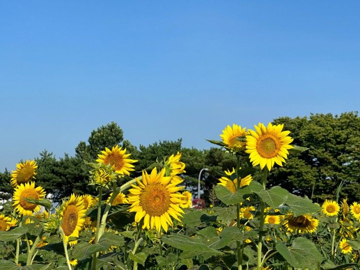 산책하기 좋은 수원 탑동 시민농장 여름꽃 해바라기