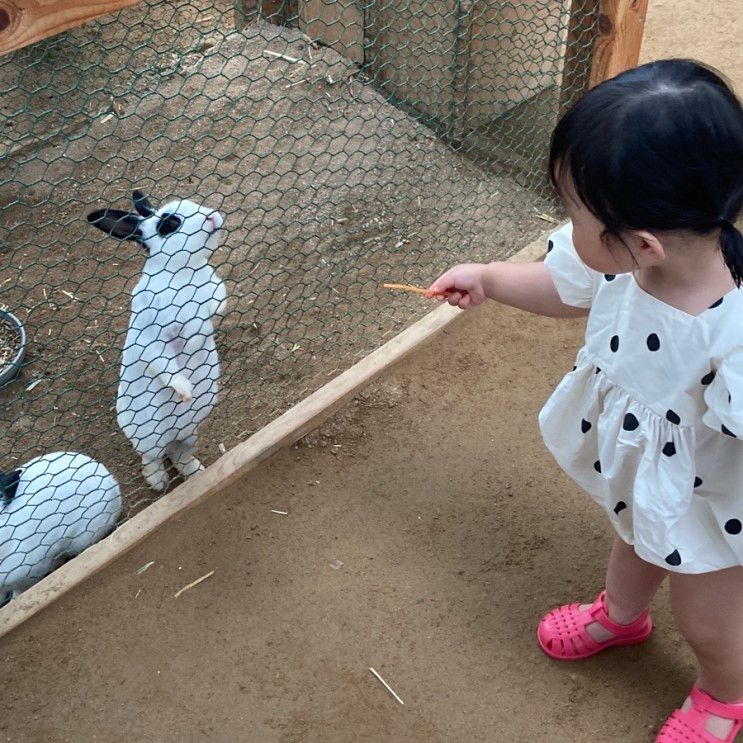 대구 비 오는 날 아이와 가기 좋은 곳 하하농장