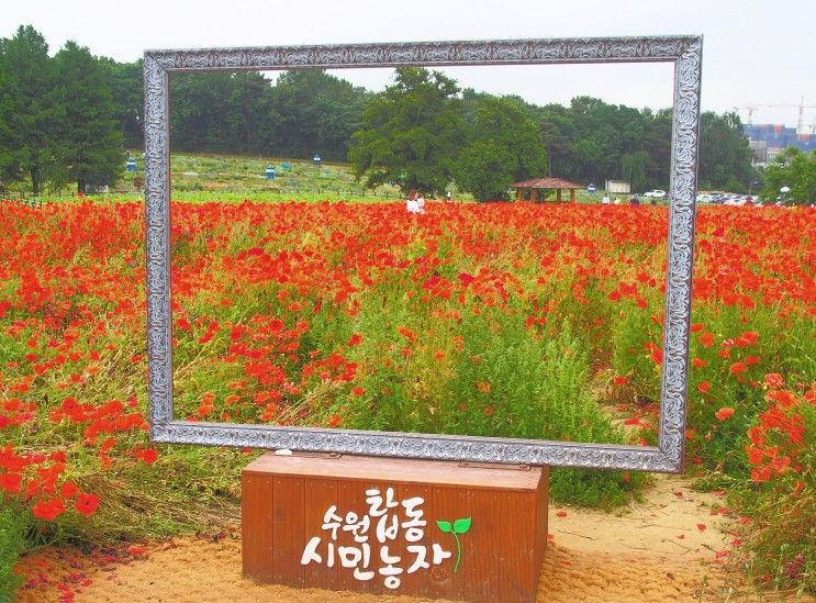 〔수원〕 탑동시민농장에 핀 꽃들(꽃양귀비/수레국화/금계국 등)