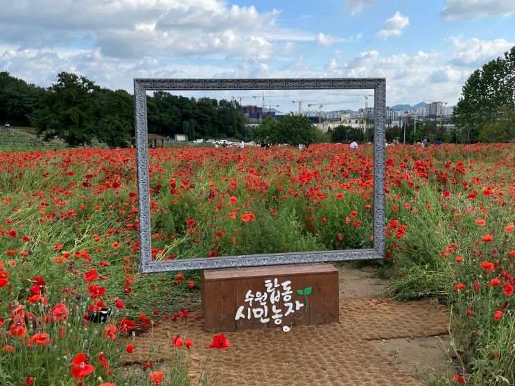 수원가볼만한곳 - 수원탑동시민농장 꽃양귀비, 청보리밭...