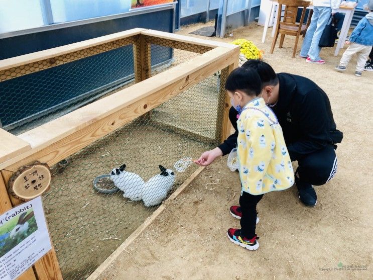 대구 하하농장 아기랑 가볼만한곳 가족나들이 먹이주기 체험