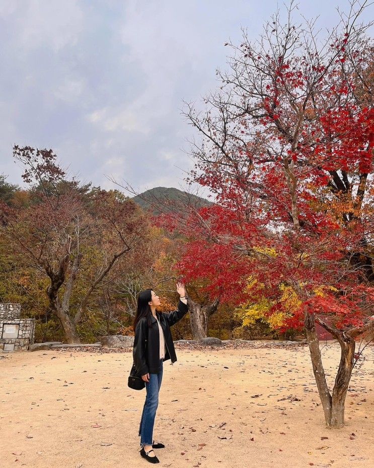 2번 개방하는 운문사 은행나무/포천 이동궁전갈비, 장인더약과