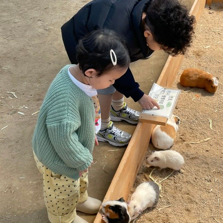 대구모래놀이,  동물먹이체험이 가능한 팔공산 " 하하농장 "