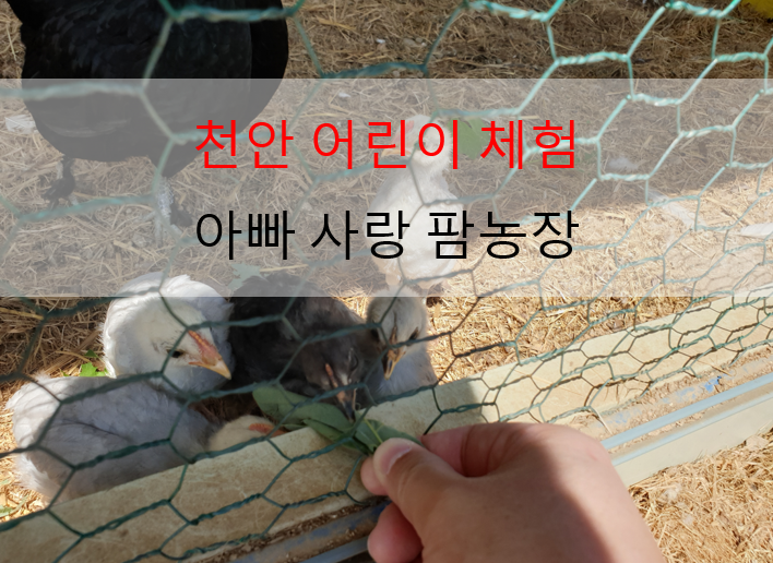 천안 아빠 사랑 팜 농장 체험 후기