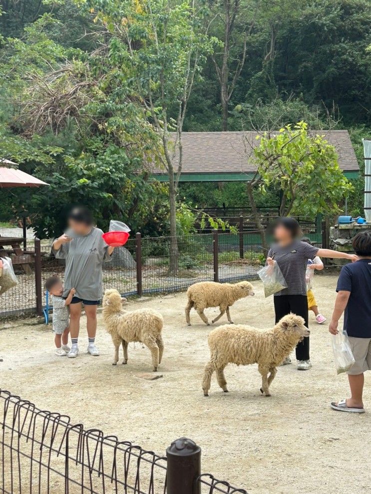 양평 가볼만한곳 구둔역(폐역), 양떼목장, 동동카누