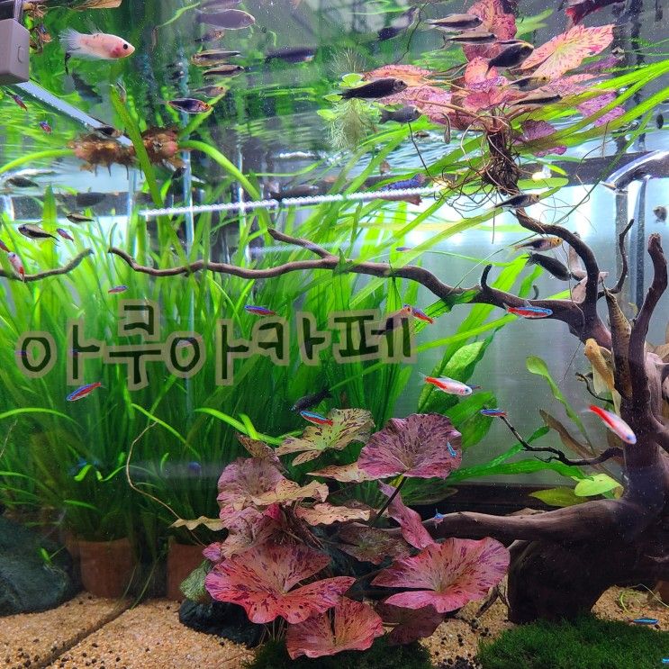 [향동] 퐁당아쿠아카페에서 수족관, 물고기 보고 반하다