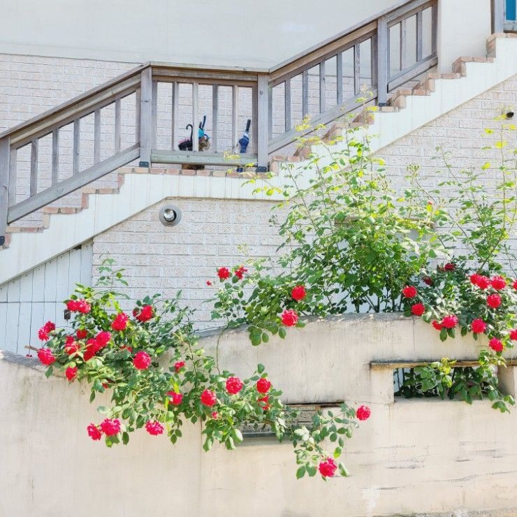 충남 공주에 공주가 살고있을것 같은 정원 카페보니비