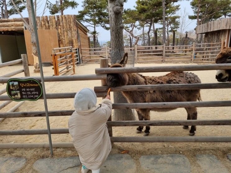 광주근교아기랑가볼만한곳, 무안회산백련지 동물원 그리고...