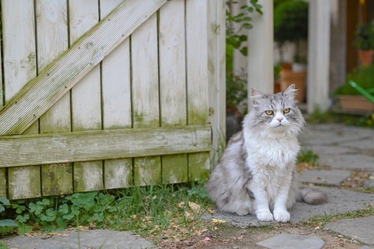 고양이와 강아지가 있는 공주 초록초록한 정원카페 '보니비'