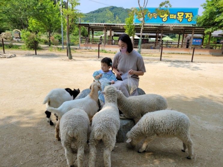 양평 양떼목장 아이와 가볼만한곳