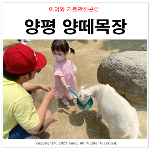 경기도 아이와 가볼만한곳, 양평 양떼목장