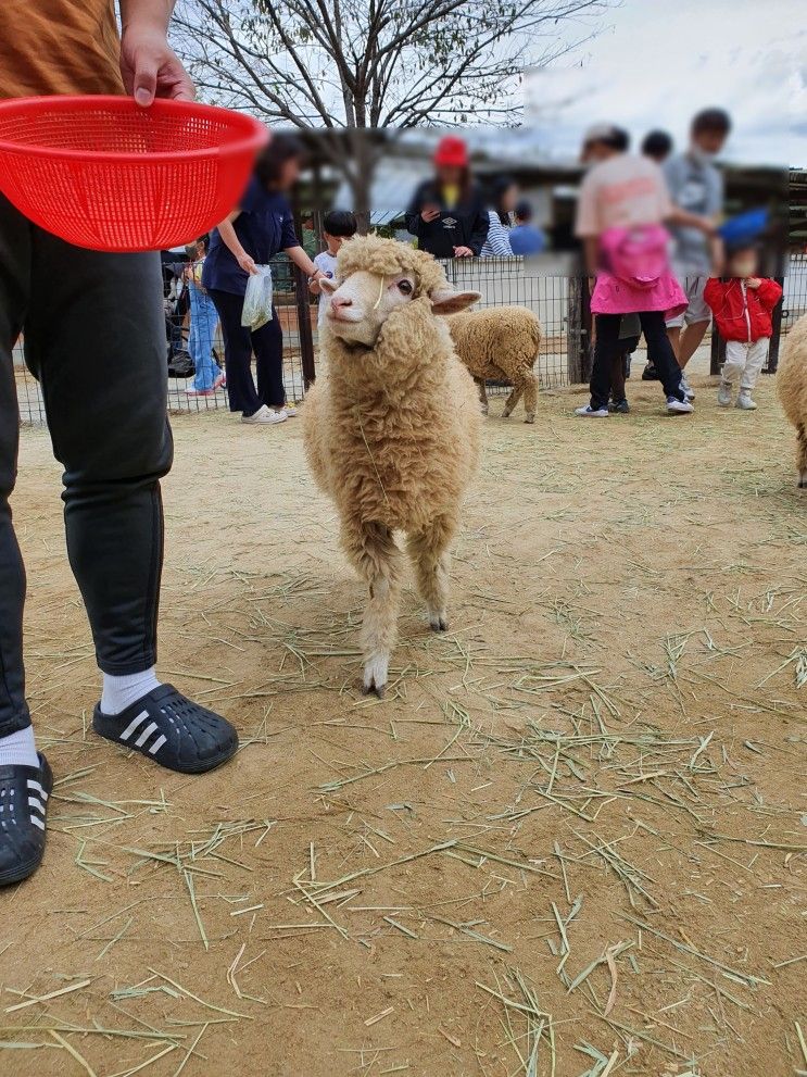 양평 양떼목장 : 31개월 아기 갈만한 곳