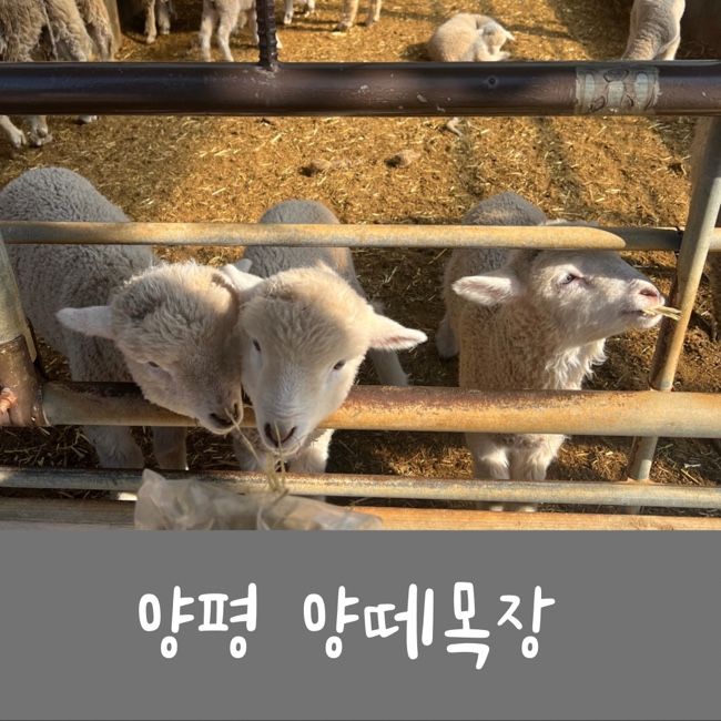 서울 근교 아이랑 가볼만한곳 양평양떼목장