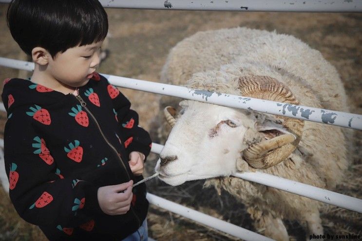 [51개월아기] 양평 양떼목장 아이랑 가기 좋은 곳