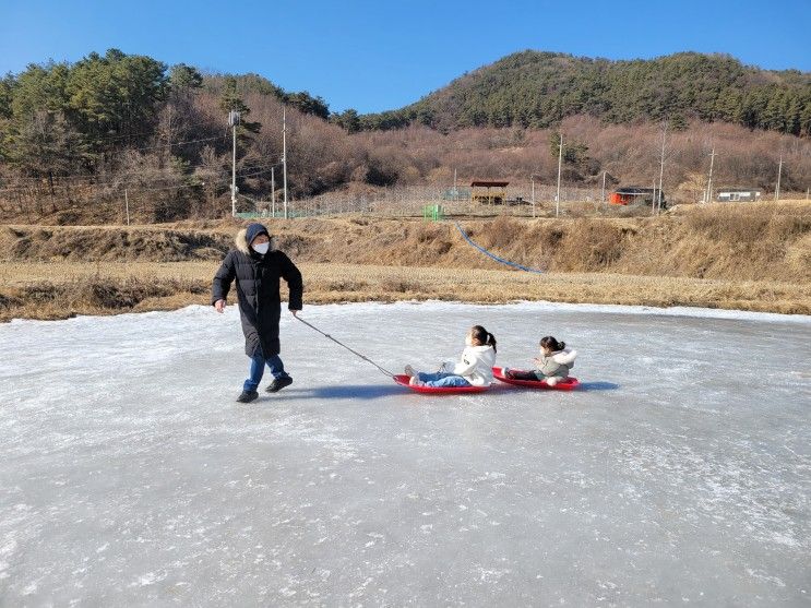 양평 양떼목장 썰매도 타자