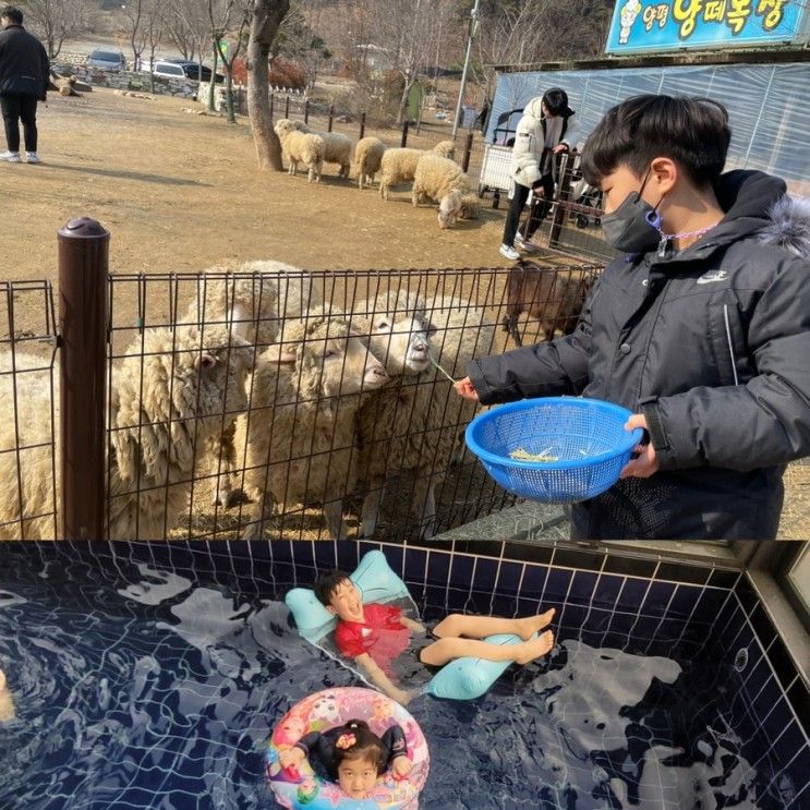 초등학생 가볼만한 곳,양평 양떼목장, 두물머리연핫도그,양평...