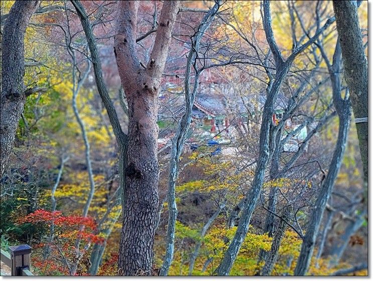 석굴암 트래킹하며 가을단풍 감상하기/경주여행