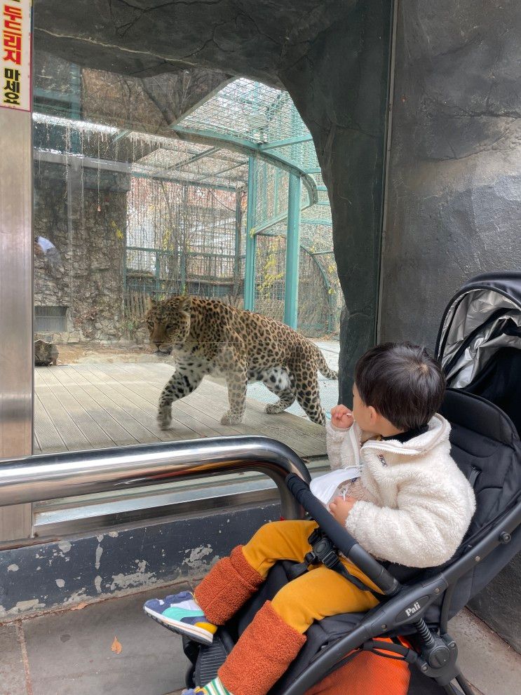 대전 오월드 : 사파리가 있는 동물원 3살 아기와 함께