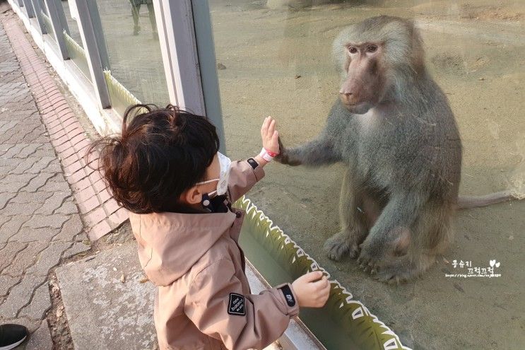 대전 오월드 사파리 동물원 오후에 아기랑 갈만한 곳